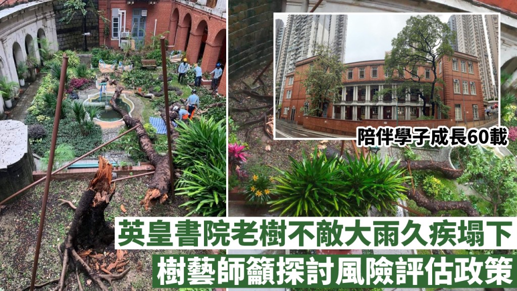 英皇書院一棵老樹塌下,引起樹藝師關注目前的「樹木風險評估」政策。
