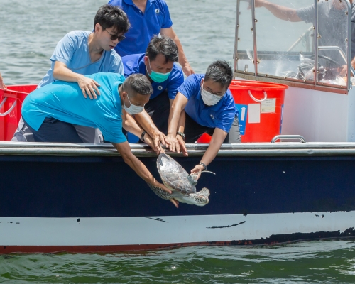 7只绿海龟放生。海洋公园图片