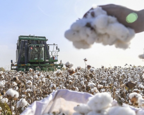 「中國棉花」項目審核認證工作昨日在新疆舉行。新華社資料圖片