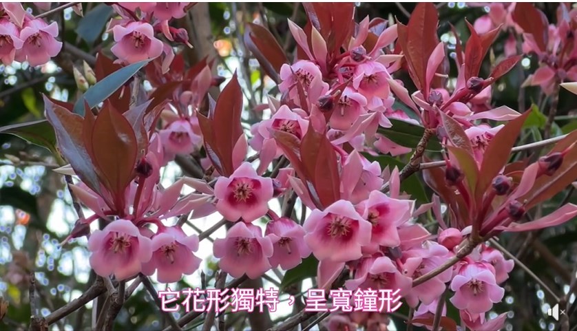 吊鐘花花期1至3月。fb「康文＋＋＋」截圖