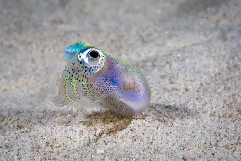 短尾魷魚。(網圖)