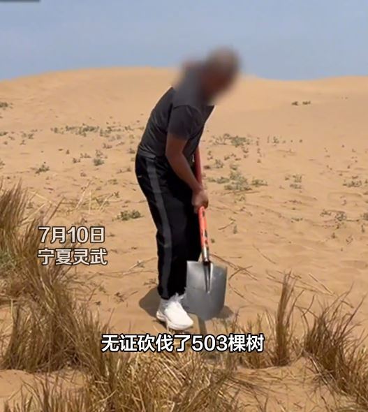 寧夏漢非法砍樹503棵，被法院判罰在荒漠補種755棵樹。