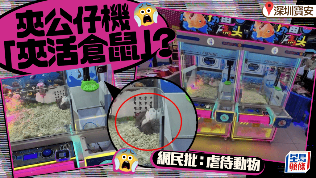 深圳寶安電玩城︱「夾公仔機」用倉鼠當獎品惹非 網民批評：虐待動