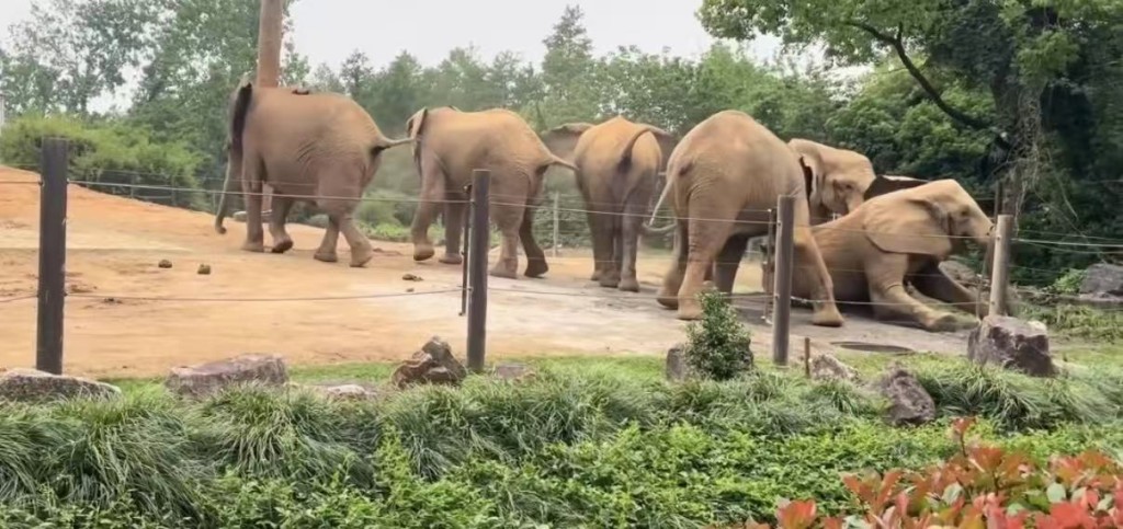 上海動物園大象遭同類集體霸凌。微博@滬語說唱Mrweezy