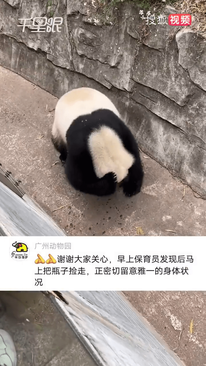 大熊猫雅一继续用饮料洗头。