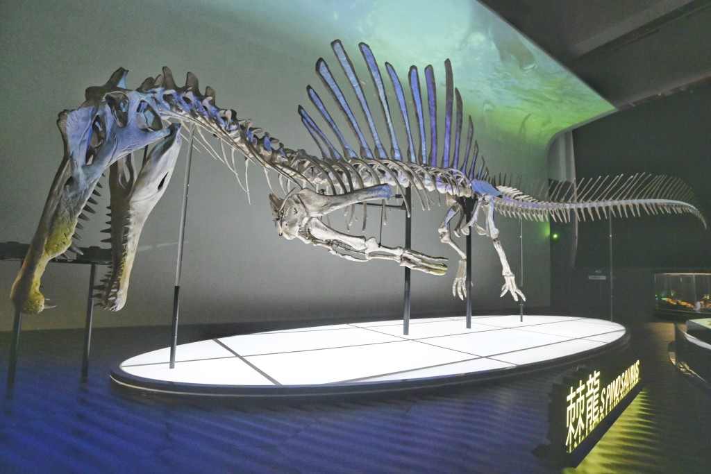 康文署表示是次展覽展出具代表性的化石真品。資料圖片