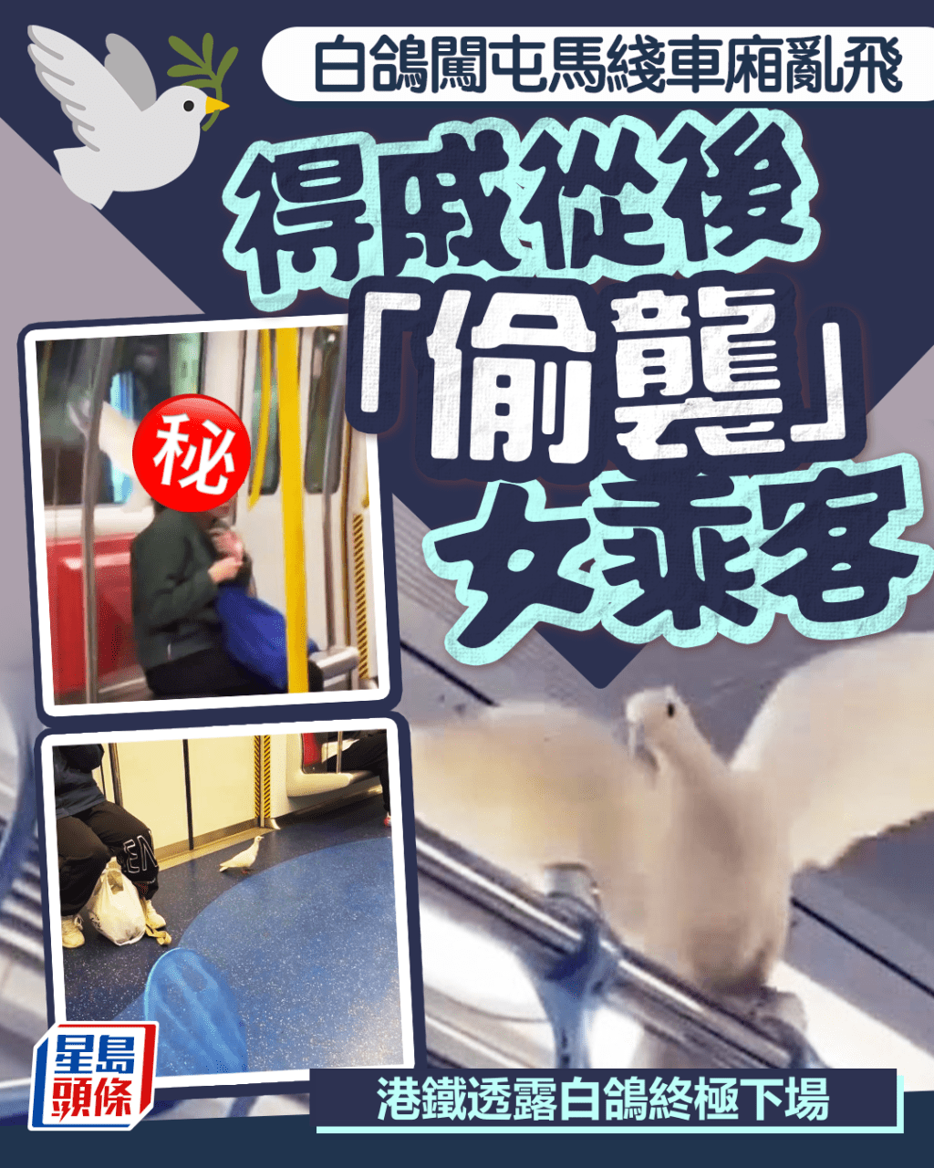 闖屯馬綫車廂亂飛 得戚偷襲女乘客 港鐵透露白鴿終極下場｜Juicy叮