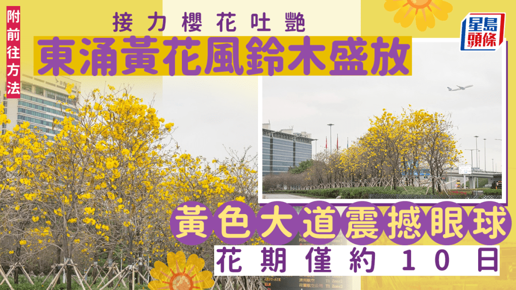 機管局於機場路種了260棵黃花風鈴木。機管局