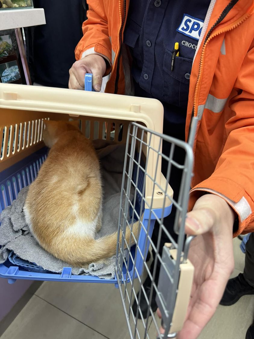 愛護動物協會的人員昨日帶走貓貓。