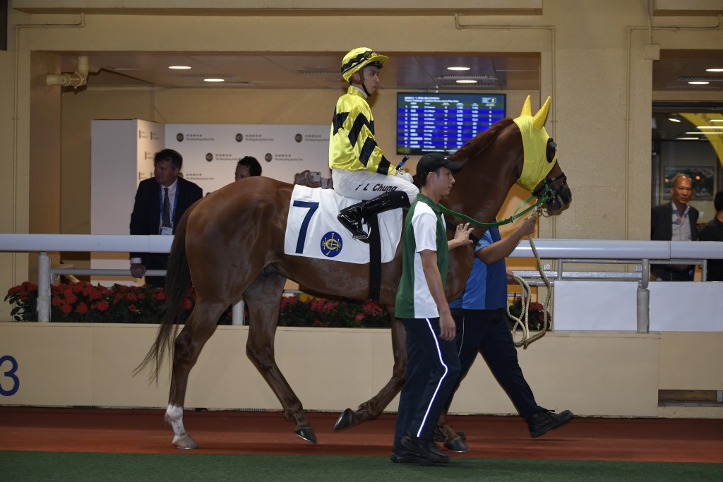 「皇仁福星」周三繼續競逐谷草中距離賽事。