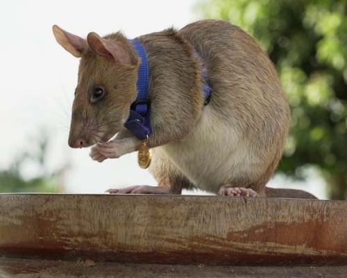 馬加瓦是隻7歲的甘比亞巨鼠。AP
