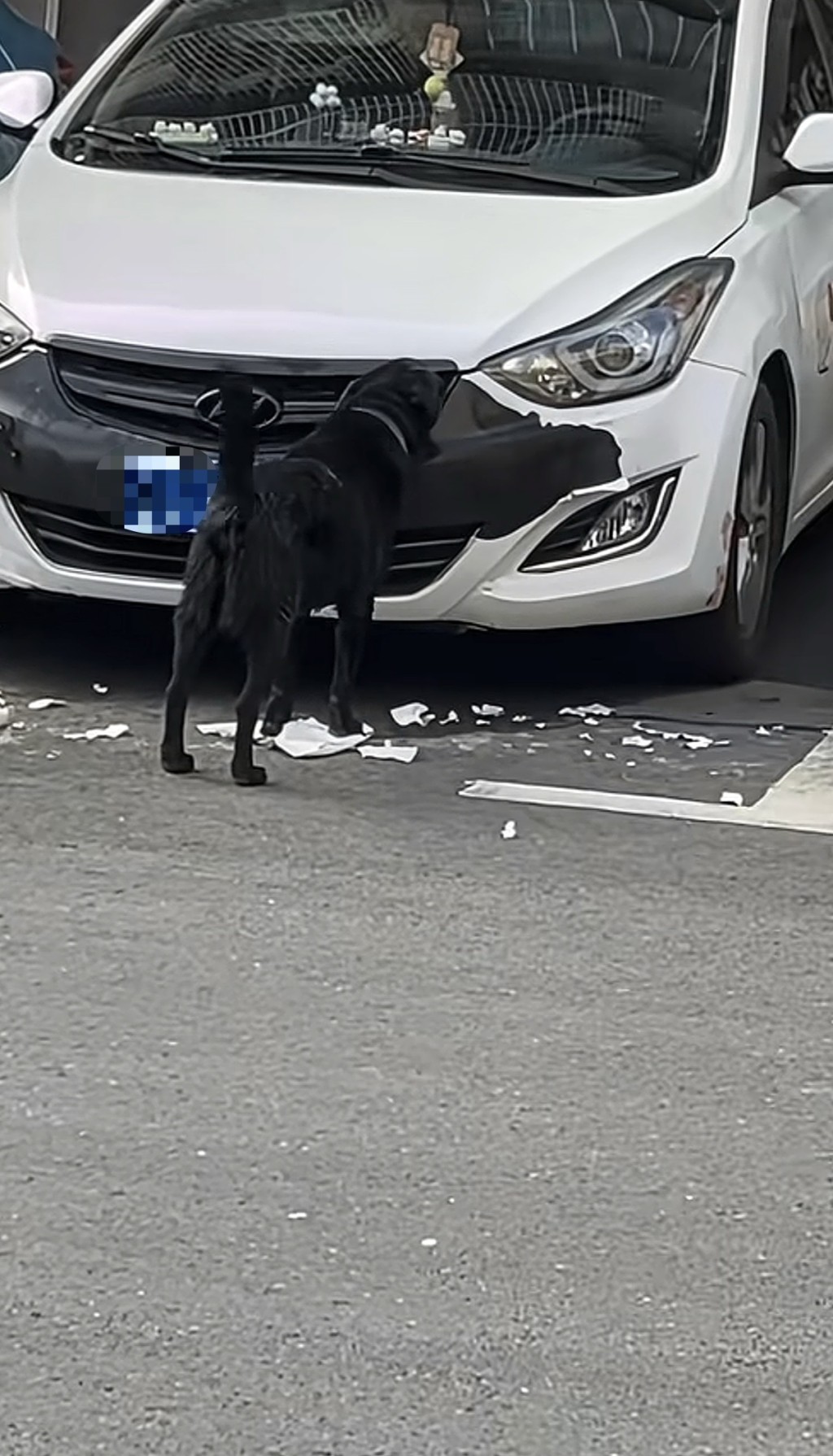 湖南私家車遭狗啃咬維修需千元。抖音@月月月來月乖