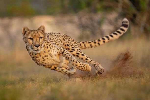Leopard(花豹) Leopard(花豹)