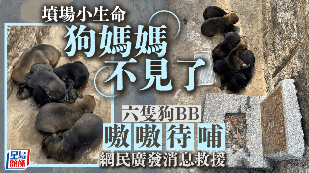 將軍澳墳場出現六隻初生狗BB。fb:救狗大聯盟