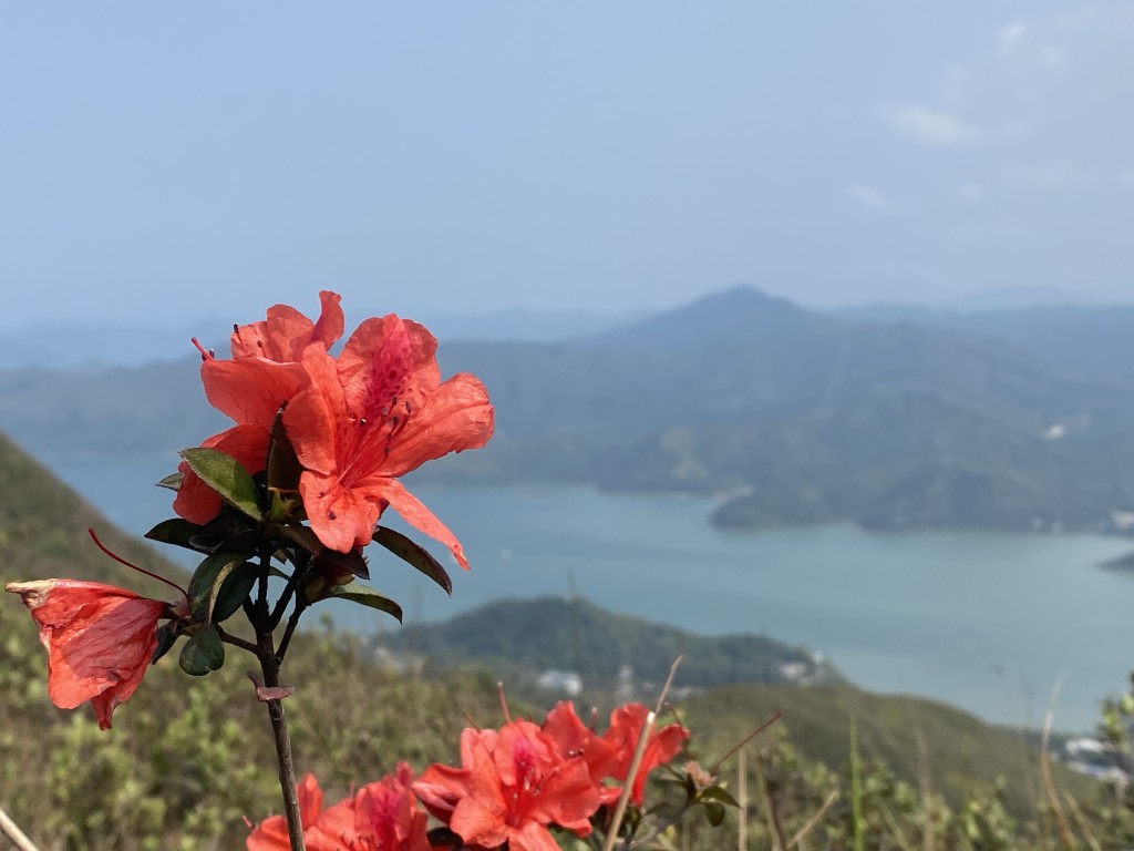 紅花嶺郊野公園因春季時紅杜鵑花開遍山而得名。謝展寰網誌