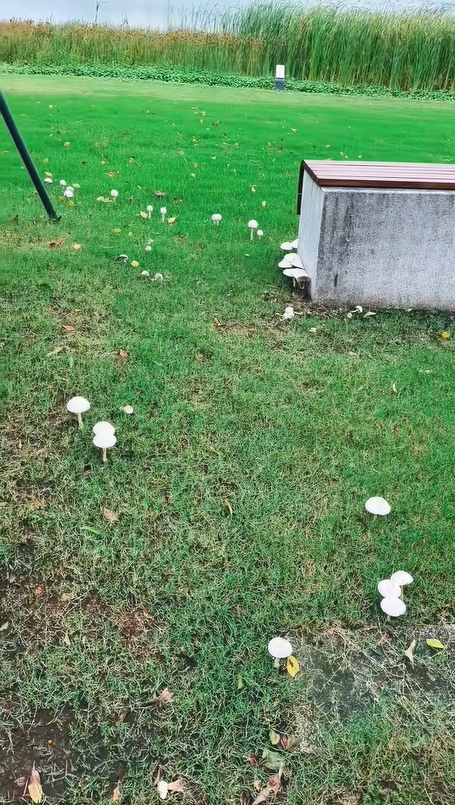 上海雨後湧現野菇。 抖音 上海雨後湧現野菇。 抖音