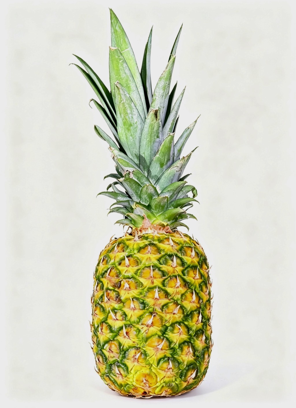 金菠萝 金菠萝