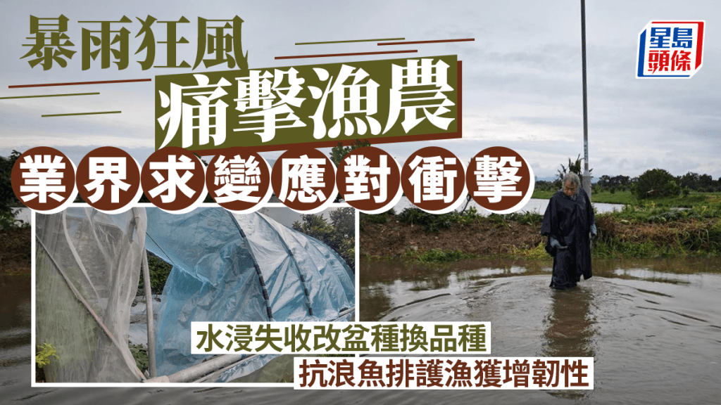 每日雜誌|暴雨狂風痛擊漁農 業界求變應對衝擊 水浸失收改盆種換品種 抗浪魚排護漁獲增韌性