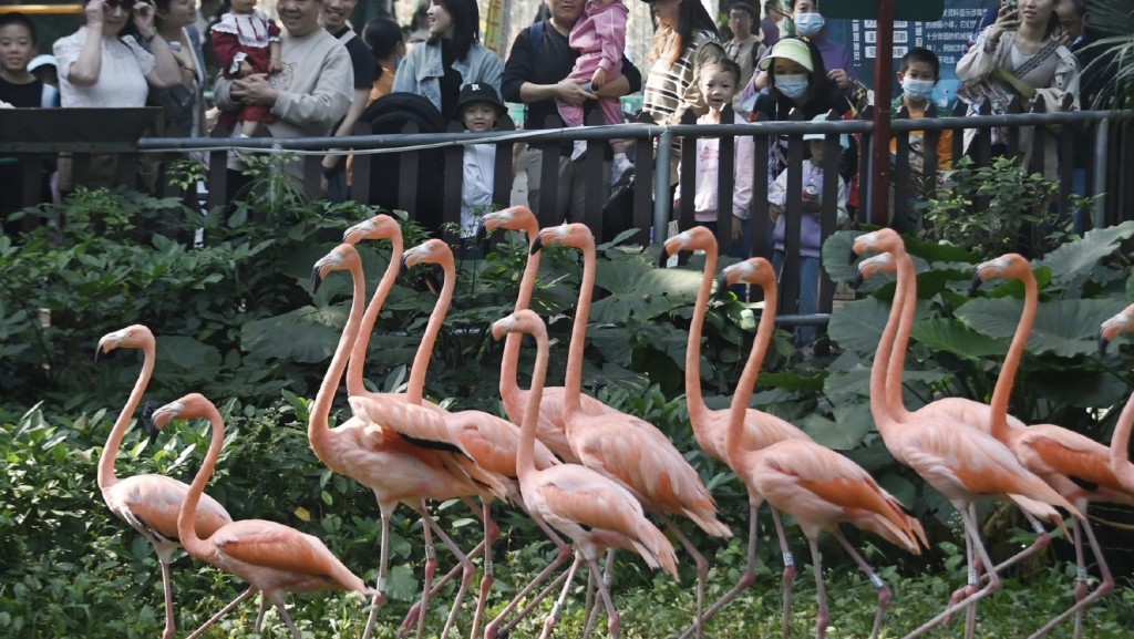 深圳景区元旦接待量排名前十：野生动物园