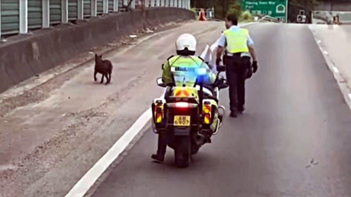 粉嶺公路警察救狗過程。fb：車cam L（香港群組）
