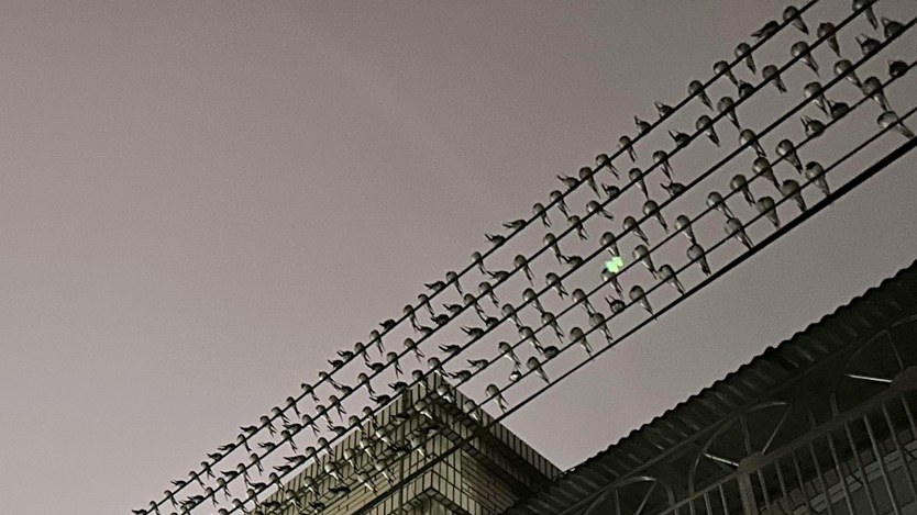 「燕子軍」來襲,密密麻麻排列在電線上。 新竹爆料公社FB