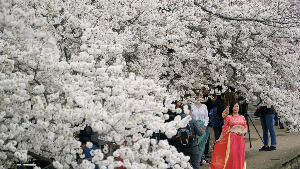 精心打扮的遊客趁櫻花季節前往潮汐湖拍照。 路透社