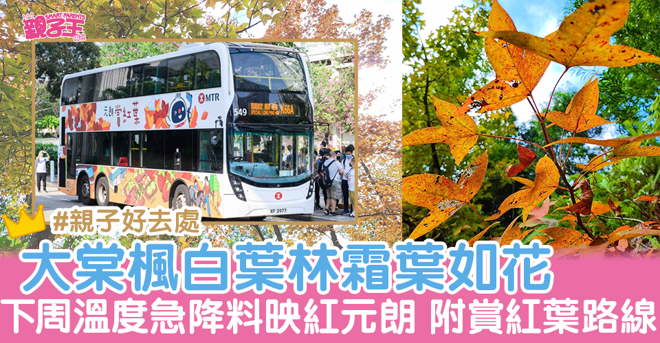 楓香林雖未至楓林盡染，亦已霜葉如花。網民Ada Hung圖片