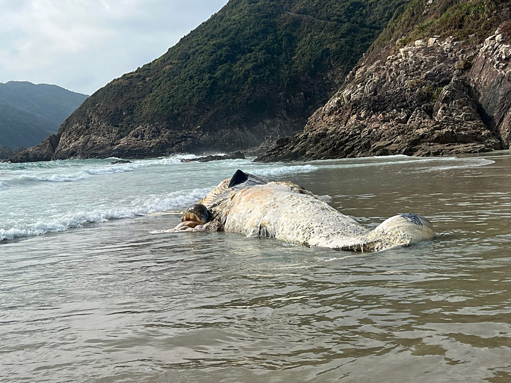 鯨屍嚴重腐爛。讀者提供