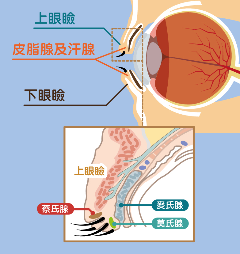 眼瞼及腺體結構圖,眼瘡的形成與眼瞼腺體密切相關。 眼瞼及腺體結構圖,眼瘡的形成與眼瞼腺體密切相關。