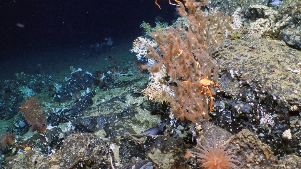 珊瑚礁对水温异常敏感，不合适水温随时会死亡。(路透社)