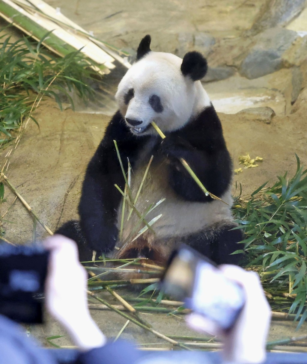 上野动物园最后参观日，大熊猫香香开心吃竹子。 美联社