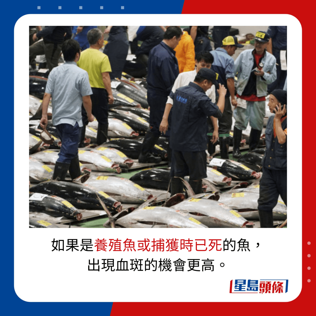 如果是養殖魚或捕獲時已死的魚， 出現血斑的機會更高。
