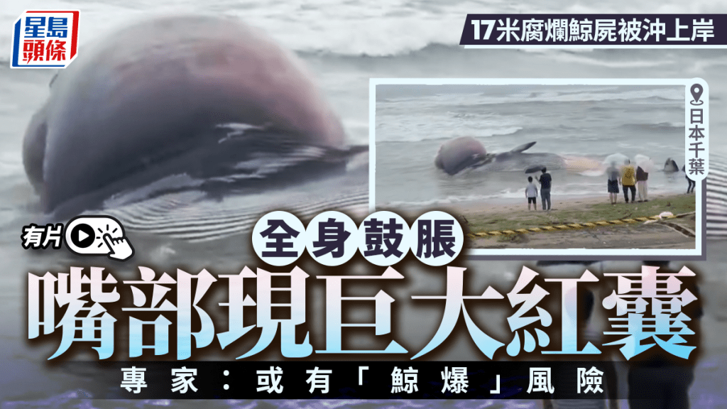 日本千葉現17米腐爛巨鯨屍體  全身脹卜卜專家警示或有「鯨爆」風險︱有片