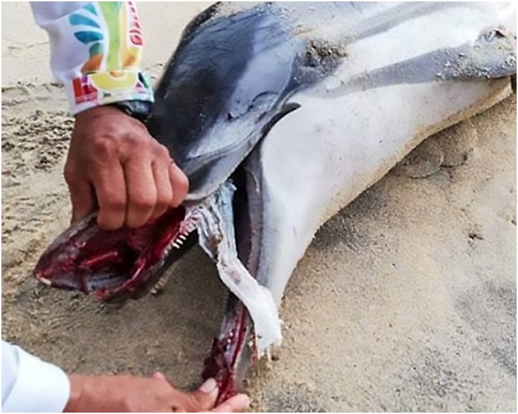 條紋原海豚身體多處遭受重擊,魚鰭亦受傷斷裂。