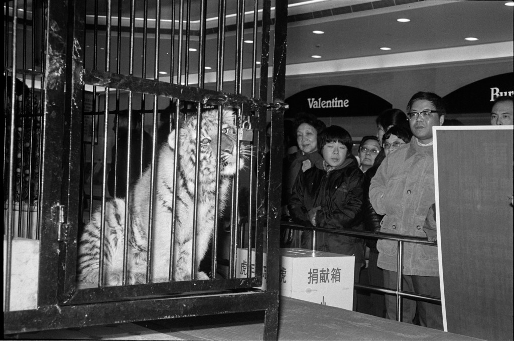 1998年是虎年，當年春節，一頭猛虎亮相伊勢丹百貨，吸引很多市民前來圍觀。