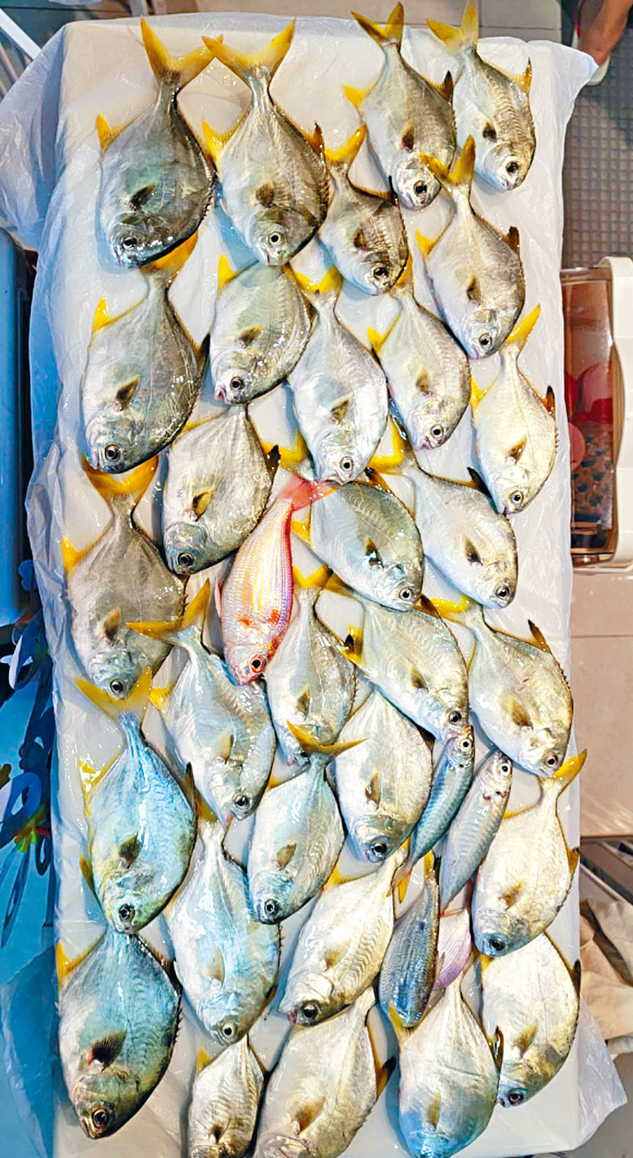 數十萬黃立䱽湧港釣友組團搶釣塞爆艙