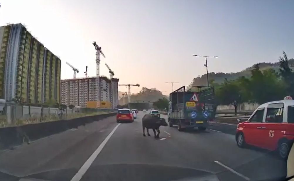 近月發生多宗與撞倒動物相關的交通意外,一星期內先後有牛隻被車撞倒。資料圖片 近月發生多宗與撞倒動物相關的交通意外,一星期內先後有牛隻被車撞倒。資料圖片