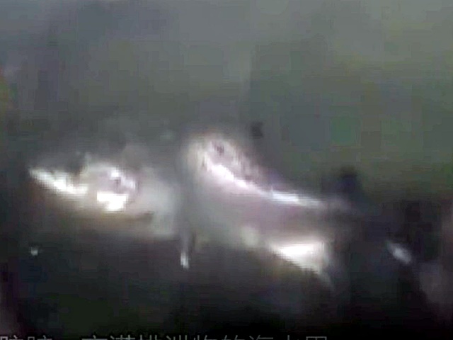 S型的三文魚。影片截圖