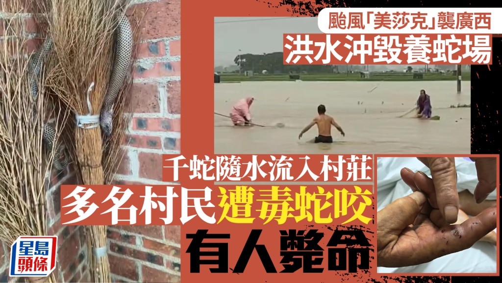 廣西洪災︱女村民遭毒蛇咬死  祖傳蛇藥診所成熱搜