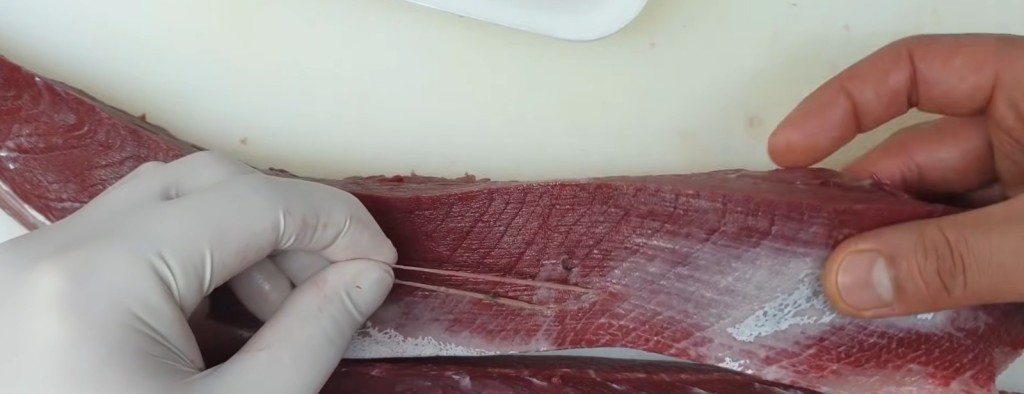 寄生蟲滿布魚肉。（YouTube影片截圖）
