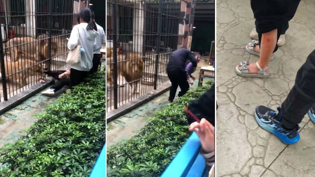 女童遭獅子拉扯腳部達半分鐘，幸僅受輕傷。