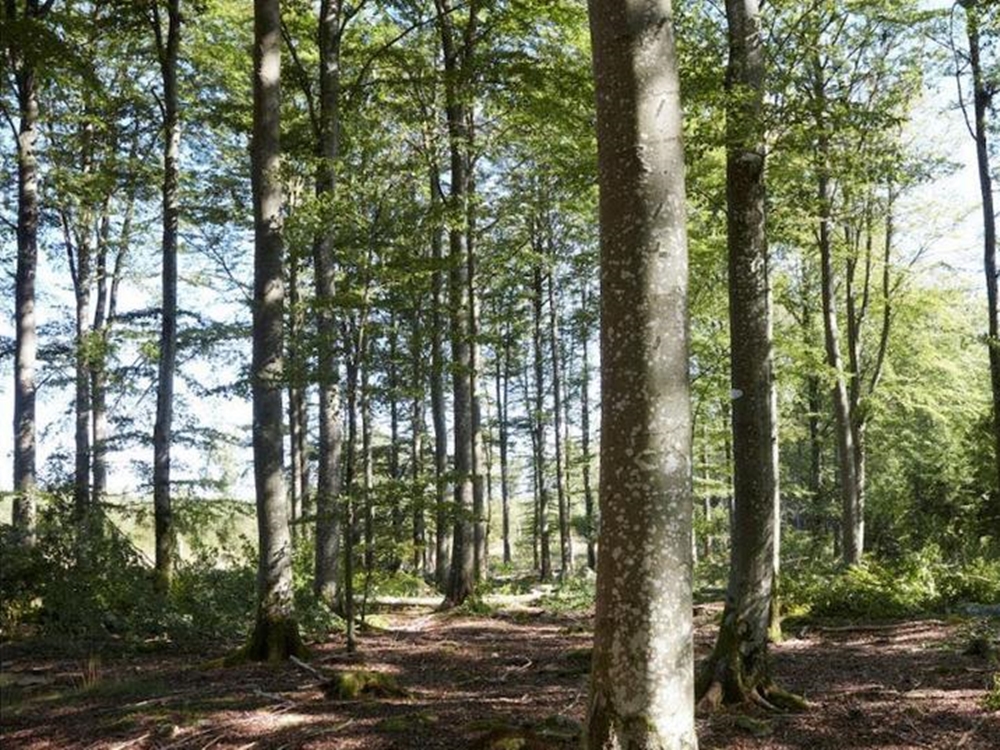 IKEA購入美國喬治亞州（Georgia）1.1萬畝樹林。網圖