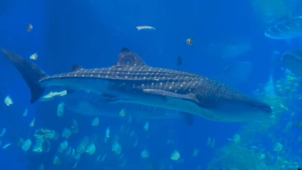 橫琴長隆的鯨鯊已於2月18日因病死亡，但館方一直未有向外公布。小紅書