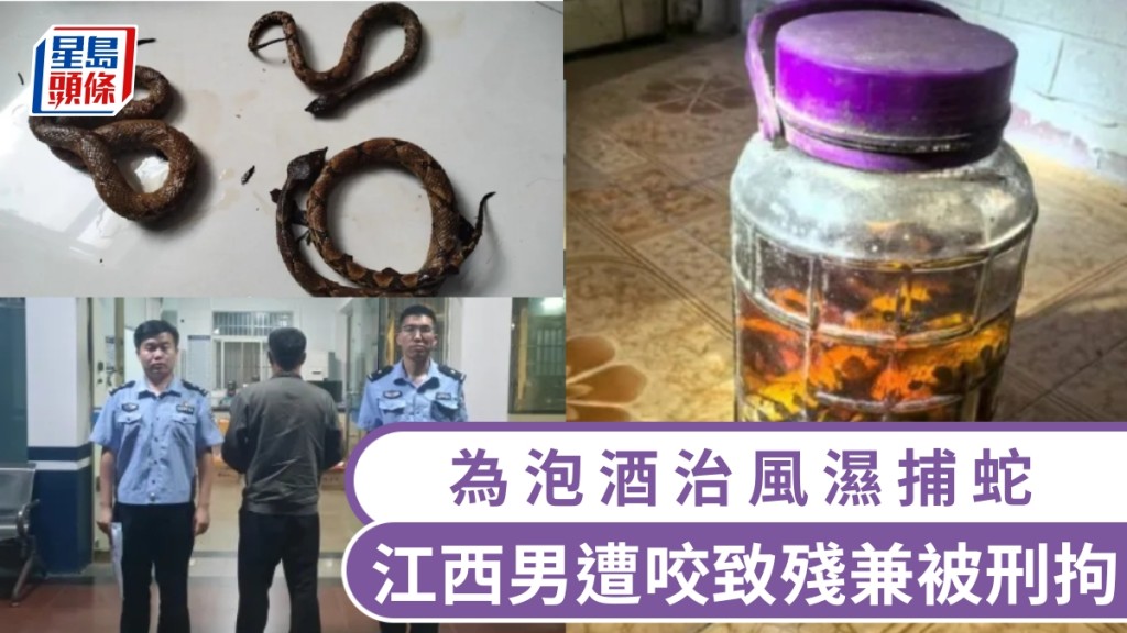 輕信五步蛇泡酒能治風濕,江西男捕蛇遭咬致殘兼違法被刑拘。