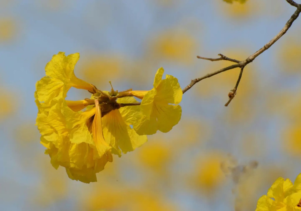 黃花風鈴木屬落葉喬木。圖片授權Helen Li
