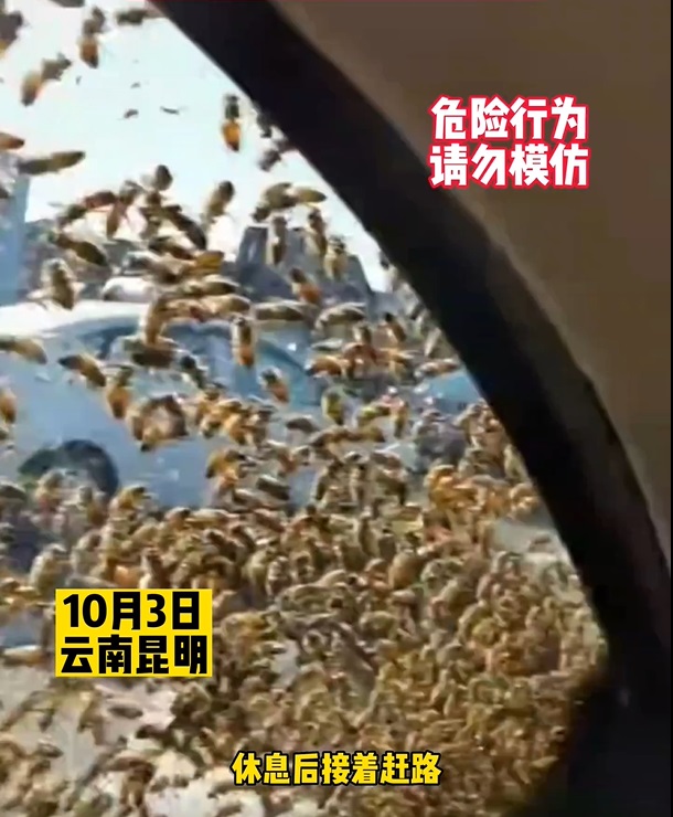 蜜蜂多到遮蔽了車窗。網上圖片