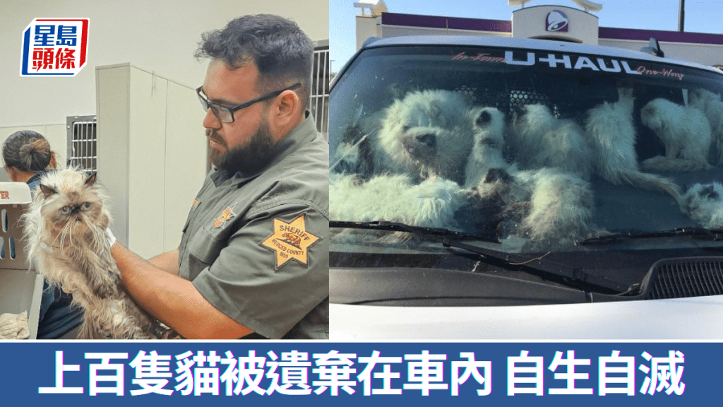 美國狠婦將上百隻貓遺棄在貨車內。  Merced County Sheriff's Office