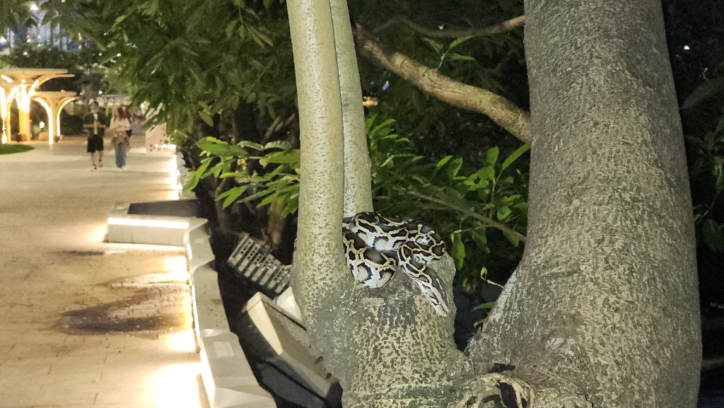 蟒蛇蜷伏在路旁一棵大樹上，並於離地約1米高位置擺首吐信。黃文威攝