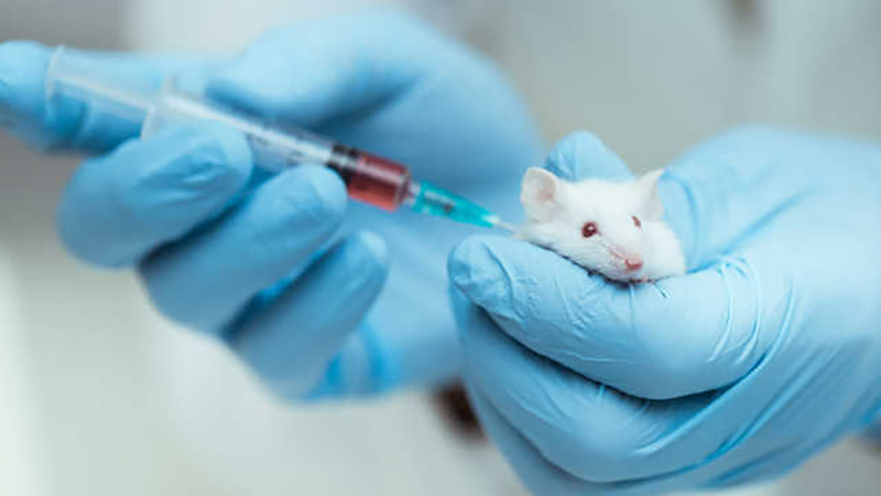 研究团队首先从雄性老鼠身上撷取皮肤细胞，再将其转化为干细胞，以利可转化成诱导性多能干细胞（iPS干细胞）。网图(示意图)