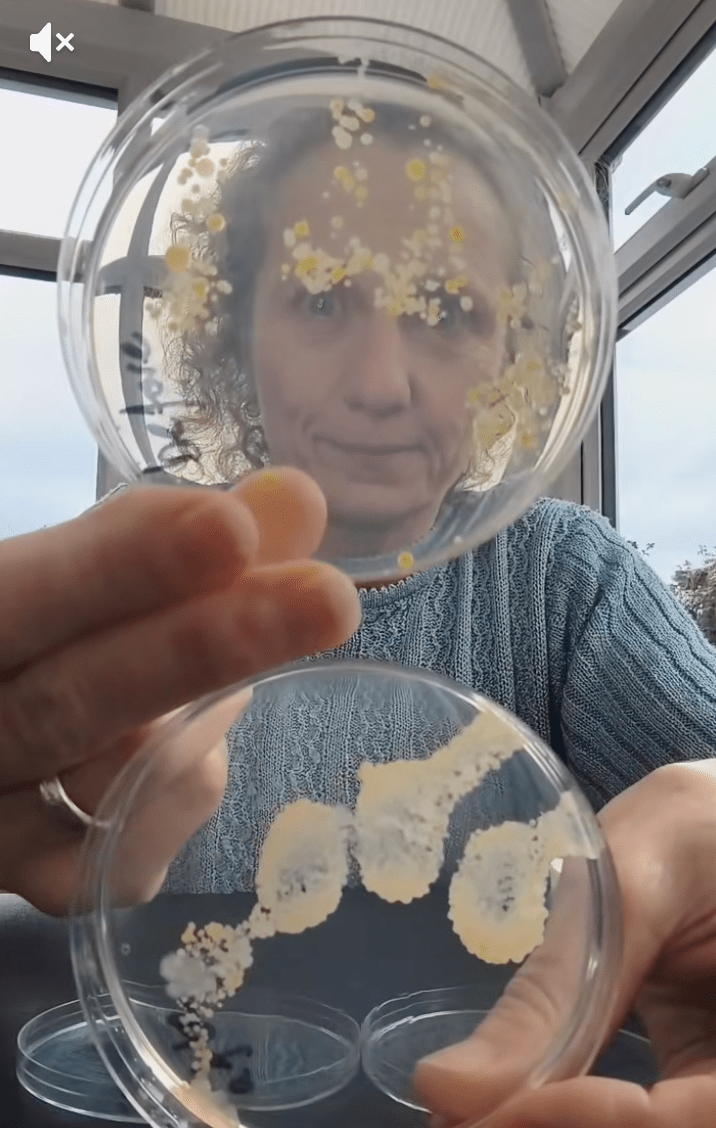 結果顯示，「洗完手後再烘乾的手」（下）含菌量僅次於烘手機出風口，菌量比未洗手前（上）還要多。